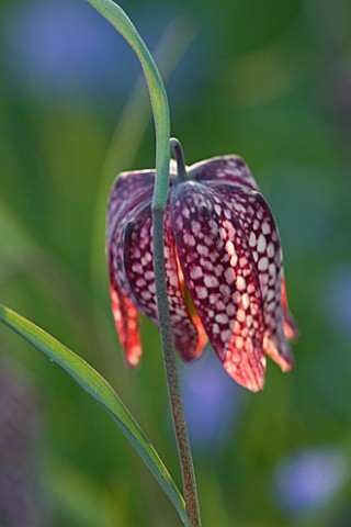 PETTIFERS_GARDEN__OXFORDSHIRE_THE_MEADOW_WITH__FRITILLARIA_MELEAGRIS_SNAKES_HEAD_FRITILLARY__FLOWER_