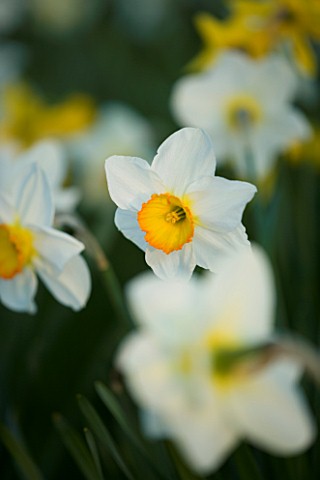 PETTIFERS__OXFORDSHIRE_NARCISSUS_UNKNOWN_VARIETY
