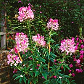 CLEOME SPINOSA
