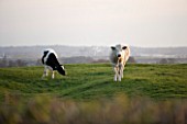 TWO COWS IN A FIELD IN THE SPRING  NEAR BANBURY  OXFORDSHIRE  ENGLAND. FARM  ENVIRONMENT