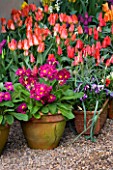 LITTLE LARFORD  WORCESTERSHIRE: DESIGNER DEREK WALKER - CONTAINERS BY THE FRONT DOOR PLANTED WITH POLYANTHUS  AND TULIPS BULBS  SPRING