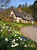 LITTLE LARFORD  WORCESTERSHIRE: DESIGNER DEREK WALKER - VIEW UP THE DRIVE TO THE COTTAGE IN SPRING WITH NARCISSI