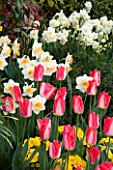 LITTLE LARFORD  WORCESTERSHIRE: DESIGNER DEREK WALKER - COTTAGE GARDEN BORDER IN SPRING WITH TULIP LIP GLOSS  YELLOW PRIMULAS  NARCISSUS SOLOME AND NARCISSUS CHEERFULNESS.