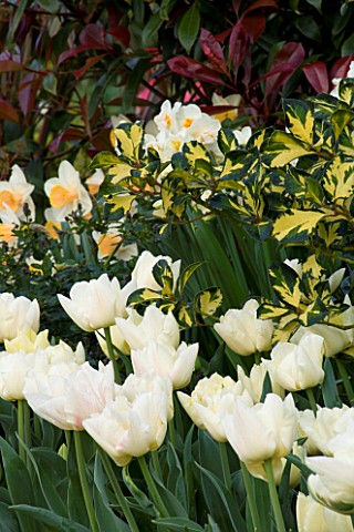 LITTLE_LARFORD__WORCESTERSHIRE_DESIGNER_DEREK_WALKER__BORDER_IN_SPRING_WITH_TULIPS__HOLLY_AND_NARCIS