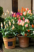 LITTLE LARFORD  WORCESTERSHIRE: DESIGNER DEREK WALKER -  TERRACOTTA SPRING CONTAINERS BESIDE THE COTTAGE GARDEN DOOR PLANTED WITH TULIP FUR ELISE AND OTHERS