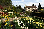 LITTLE LARFORD  WORCESTERSHIRE: DESIGNER DEREK WALKER - THE FRONT OF THE COTTAGE GARDEN IN SPRING WITH TULIPS AND NARCISSI