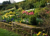 LITTLE LARFORD  WORCESTERSHIRE: DESIGNER DEREK WALKER - STONE WALL AND COTTAGE GARDEN BORDER IN SPRING PLANTED WITH TULIPS  NARCISSI AND PRIMULAS