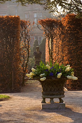 HOLKER_HALL__CUMBRIA__DAWN_LIGHT_ON_BEECH_HEDGE_AND_STONE_URN_PLANTED_WITH_HYACINTHS_HALL_IN_BACKGRO