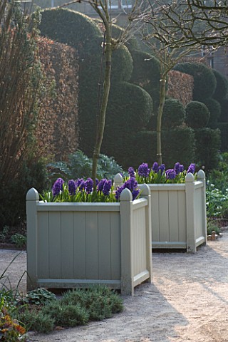 HOLKER_HALL__CUMBRIA__DAWN_LIGHT_ON_VERSAILLES_CONTAINERS_PLANTED_WITH_BLUE_HYACINTHS