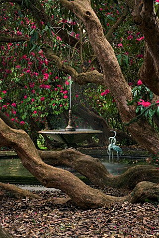 HOLKER_HALL__CUMBRIA__THE_FOUNTAIN_AND_POOL_SEEN_THROUGH_THE_BRANCHES_OF_RHODODENDRONS