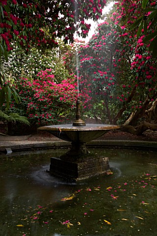 HOLKER_HALL__CUMBRIA__THE_FOUNTAIN_AND_POOL_SURROUNDED_BY_RHODODENDRONS