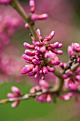 HOLKER HALL  CUMBRIA - EMERGING PINK BUDS OF THE JUDAS TREE ( CERCIS SILIQUESTRUM) IN SPRING