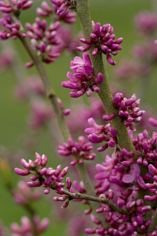 HOLKER_HALL__CUMBRIA__EMERGING_PINK_BUDS_OF_THE_JUDAS_TREE__CERCIS_SILIQUESTRUM_IN_SPRING