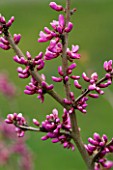 HOLKER HALL  CUMBRIA - EMERGING PINK BUDS OF THE JUDAS TREE ( CERCIS SILIQUESTRUM) IN SPRING