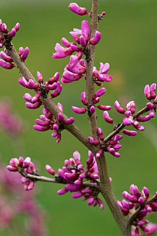 HOLKER_HALL__CUMBRIA__EMERGING_PINK_BUDS_OF_THE_JUDAS_TREE__CERCIS_SILIQUESTRUM_IN_SPRING