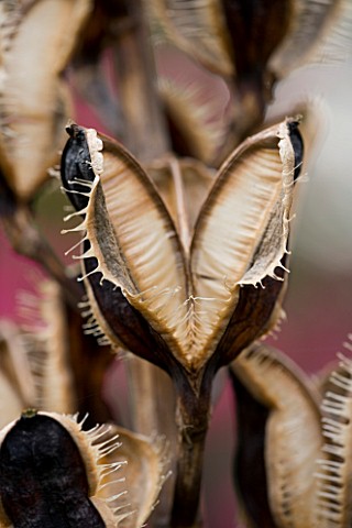 HOLKER_HALL__CUMBRIA__SEED_HEADS_OF_CARDIOCRINUM_GIGANTEUM_IN_THE_WOODLAND_GARDEN_IN_SPRING