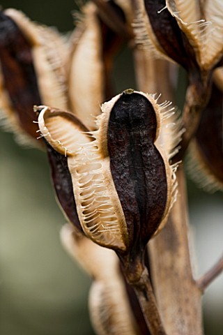 HOLKER_HALL__CUMBRIA__SEED_HEAD_OF_CARDIOCRINUM_GIGANTEUM_IN_THE_WOODLAND_GARDEN_IN_SPRING
