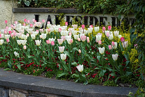THE_LAKESIDE_HOTEL__CUMBRIA_TULIPS_AND_WALLFLOWERS