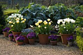 KELMARSH HALL  NORTHAMPTONSHIRE: THE WALLED GARDEN - CARDOONS BEHIND TERRACOTTA CONTAINERS IN SPRING PLANTED WITH TULIPS IN SHADES OF WHITE AND PALE YELLOW