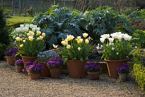 KELMARSH_HALL__NORTHAMPTONSHIRE_THE_WALLED_GARDEN__CARDOONS_BEHIND_TERRACOTTA_CONTAINERS_IN_SPRING_P