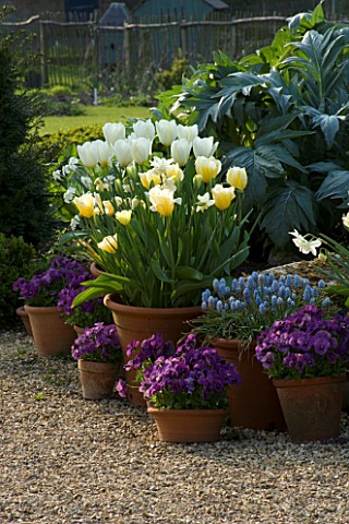 KELMARSH_HALL__NORTHAMPTONSHIRE_THE_WALLED_GARDEN__CARDOONS_BEHIND_TERRACOTTA_CONTAINERS_IN_SPRING_P