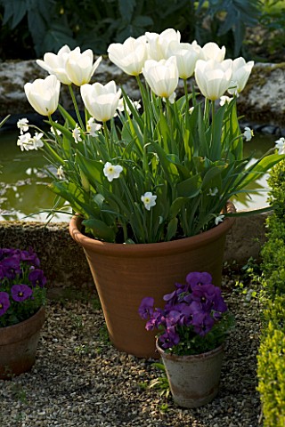 KELMARSH_HALL__NORTHAMPTONSHIRE_TERRACOTTA_CONTAINER_IN_THE_WALLED_GARDEN_PLANTED_WITH_WHITE_TULIPS
