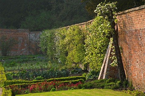 KELMARSH_HALL__NORTHAMPTONSHIRE_THE_WALLED_GARDEN_IN_SPRING_WITH_BOX_HEDGING_AND_WALLFLOWERS