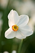KELMARSH HALL  NORTHAMPTONSHIRE: CLOSE UP OF WHITE FLOWER OF PHEASANTS EYE NARCISSUS (NARCISSUS POETICUS VAR RECURVUS)