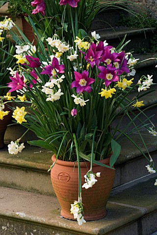 KELMARSH_HALL__NORTHAMPTONSHIRE_TERRACOTTA_CONTAINER_ON_STEPS_BESIDE_THE_HALL_PLANTED_WITH_TULIPS_AN