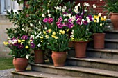 KELMARSH HALL  NORTHAMPTONSHIRE: TERRACOTTA CONTAINERS ON STEPS BESIDE THE HALL PLANTED WITH TULIPS AND NARCISSI IN SPRING