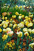 PASHLEY MANOR  EAST SUSSEX: TEXAS GOLD TULIPS IN SPRING WITH YELLOW AND DARK RED WALLFLOWERS