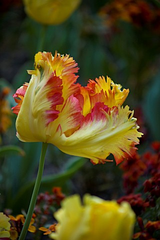 PASHLEY_MANOR__EAST_SUSSEX_TEXAS_GOLD_TULIPS_IN_SPRING