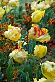 PASHLEY MANOR  EAST SUSSEX: TEXAS GOLD TULIPS IN SPRING WITH YELLOW AND DARK RED WALLFLOWERS