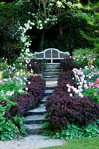 PASHLEY_MANOR__EAST_SUSSEX_PATH_EDGED_WITH_BERBERIS_AND_TULIPS_LEADS_UP_TO_A_LUTYENS_BENCH
