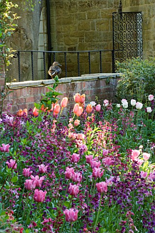PASHLEY_MANOR__EAST_SUSSEX_BORDER_WITH_TULIPS_INCLUDING_TULIP_DORDOGNE_IN_SPRING_WITH_MALLARD_DUCK_O