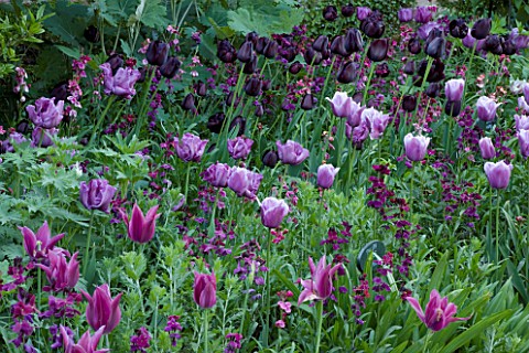 PASHLEY_MANOR__EAST_SUSSEX_PURPLE_BORDER_IN_SPRING_WITH_TULIPS_BLUE_HERON__QUEEN_OF_NIGHT__BLACK_HER