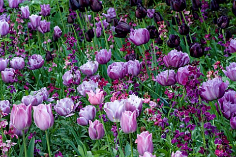 PASHLEY_MANOR__EAST_SUSSEX_PURPLE_BORDER_IN_SPRING_WITH_TULIPS_BLUE_HERON__QUEEN_OF_NIGHT__BLACK_HER