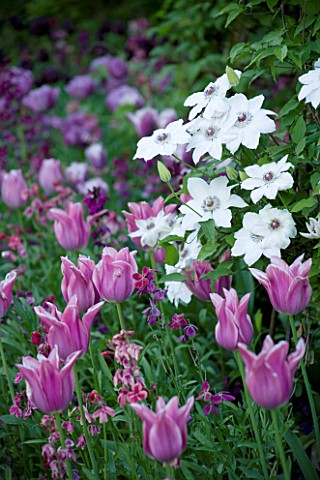PASHLEY_MANOR__EAST_SUSSEX_TULIP_BALLADE_AND_WALLFLOWERS_BESIDE_CLEMATIS_LASURSTERN