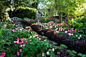 PASHLEY MANOR  EAST SUSSEX: PATH SURROUNDED BY BERBERIS HEDGE IN SPRING: LUTYENS SEAT WITH TULIP MAY WONDER  PINK DIAMOND  FANTASY  GREENLAND  PINK PANTHER  VIBURNUM MACROCEPHALUM