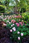 PASHLEY MANOR  EAST SUSSEX: BERBERIS HEDGE IN SPRING WITH TULIP MAY WONDER  PINK DIAMOND  FANTASY  GREENLAND  PINK PANTHER AND EUPHORBIA