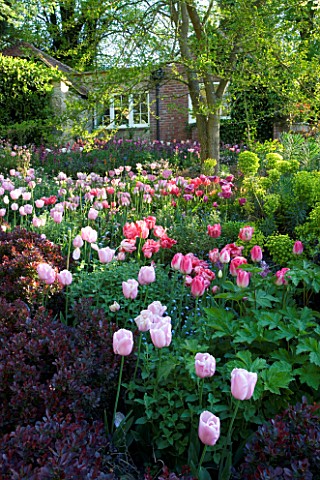 PASHLEY_MANOR__EAST_SUSSEX_BERBERIS_HEDGE_IN_SPRING_WITH_TULIP_MAY_WONDER__PINK_DIAMOND__FANTASY__GR