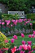 PASHLEY MANOR  EAST SUSSEX: BOX GARDEN IN SPRING WITH WHITE SEAT/ BENCH SURROUNDED BY TULIP MARIETTE