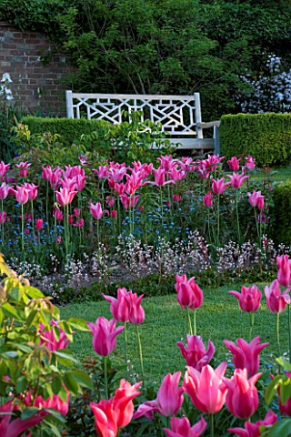 PASHLEY_MANOR__EAST_SUSSEX_BOX_GARDEN_IN_SPRING_WITH_WHITE_SEAT_BENCH_SURROUNDED_BY_TULIP_MARIETTE