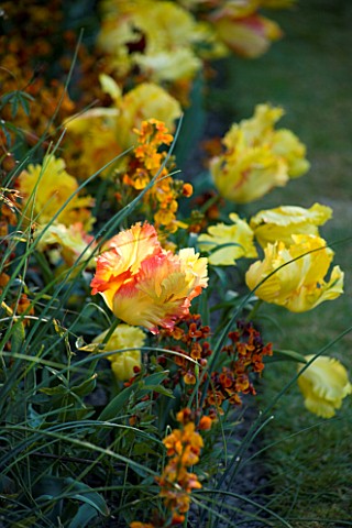 PASHLEY_MANOR__EAST_SUSSEX_TULIP_TEXAS_GOLD