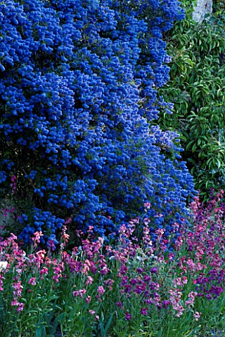 PASHLEY_MANOR__EAST_SUSSEX_THE_SWIMMING_POOL_GARDEN_WITH_CEANOTHUS_AND_WALLFLOWERS