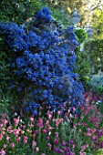PASHLEY MANOR  EAST SUSSEX: THE SWIMMING POOL GARDEN WITH CEANOTHUS AND WALLFLOWERS