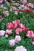 PASHLEY MANOR  EAST SUSSEX: PARROT TULIPS AND VIRIDIFLORA TULIP GREENLAND IN SPRING