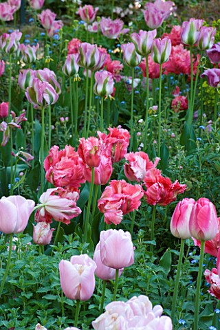 PASHLEY_MANOR__EAST_SUSSEX_PARROT_TULIPS_AND_VIRIDIFLORA_TULIP_GREENLAND_IN_SPRING