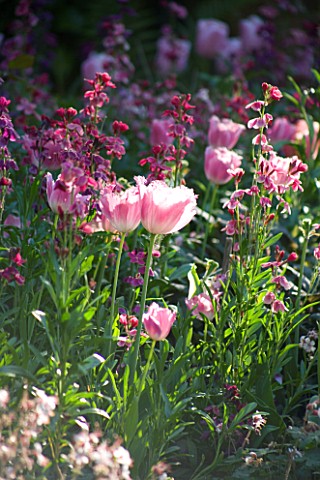 PASHLEY_MANOR__EAST_SUSSEX_WALLFLOWERS_AND_TULIP_FANCY_FRILLS