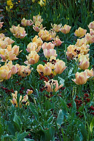 PASHLEY_MANOR__EAST_SUSSEX_DARK_RED_WALLFLOWERS_AND_TULIP_FREEMAN_IN_A_BORDER_IN_SPRING